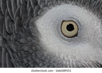 African Grey Parrot Eye Closeup. Avian Macro Image With Grey And White. 