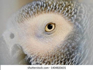 African Grey Parrot Eye, Macro Photo, Chicago IL, May 22, 2019                