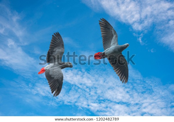 African grey parrot flying\
on blue sky