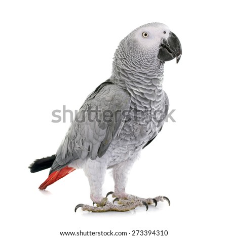 African grey parrot in front of white background