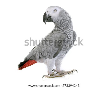 African grey parrot in front of white background
