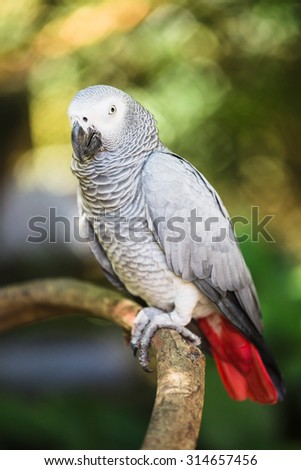 African Grey Parrot in green park