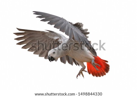 African grey parrot isolated on white background.
