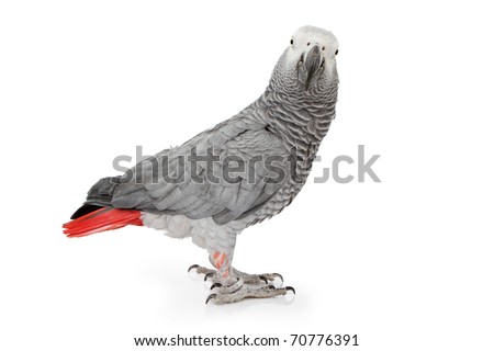 An African Grey Parrot isolated on a white background