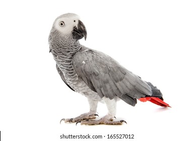 African Grey Parrot ,Psittacus erithacus in front of white background
