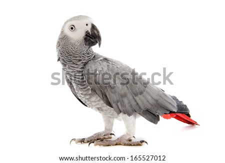 African Grey Parrot ,Psittacus erithacus in front of white background