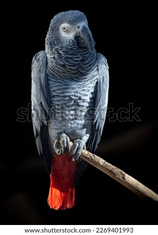 The African Grey Parrot - Psittacus erithacus - is a parrot found in the primary and secondary rainforest of West and Central Africa