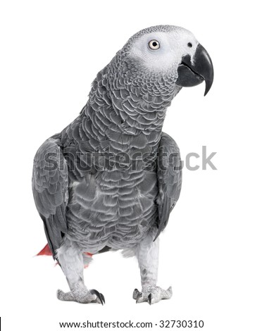 African Grey Parrot - Psittacus erithacus in front of a white background