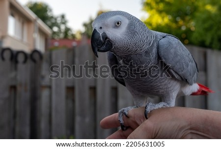 African grey parrot with red tail sitting on hand outdoor