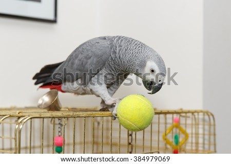 African Grey parrot sitting on the cage played ball tennis