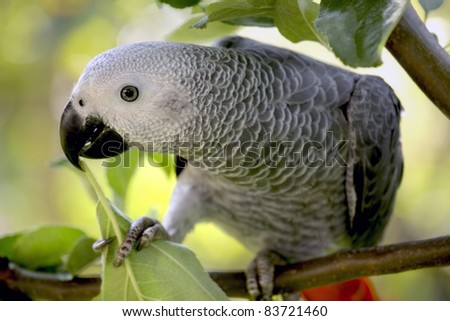 An African Grey Parrot sitting in a tree