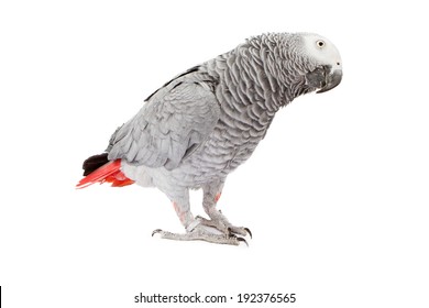 African Grey Parrot Standing To The Side And Tilting It's Head