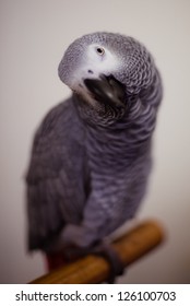 An African Grey Parrot Tilts Its Head In Curiousity.