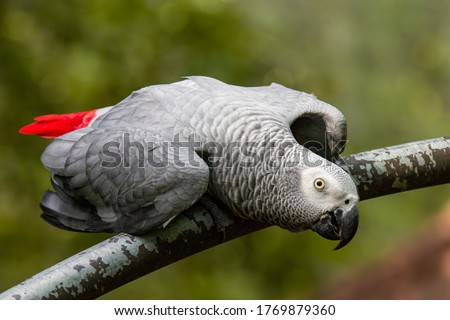 African grey parrot(Psittacus erithacus) closeup  
The grey parrot is a medium-sized, predominantly grey, black-billed parrot. 
It has darker grey over the head and both wings,