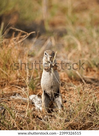 African ground squirrel family in South Africa's bush.