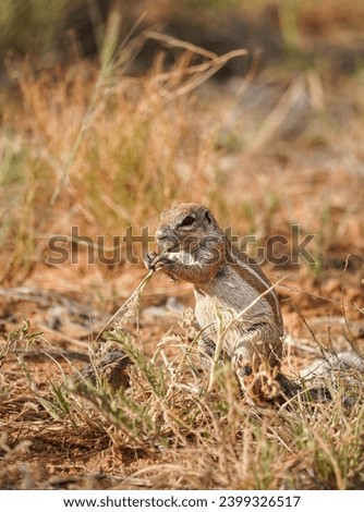 African ground squirrel family in South Africa's bush.