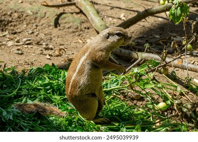 African ground squirrel, striped squirrel, big squirrel, wild animal on green grass standing on hind legs while eating - Powered by Shutterstock