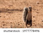 The African ground squirrels (genus Xerus)  staying on dry sand of Kalahari desert and feeding. Up to close. Feeding ground squirrel.