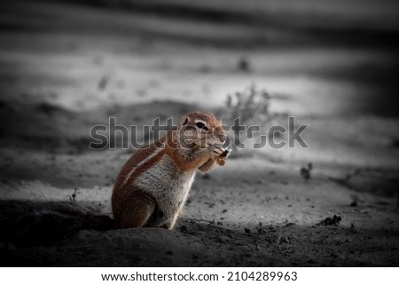 The African ground squirrels (genus Xerus)  staying on dry sand of Kalahari desert and feeding. Black and white.