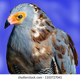 African Harrier Hawk
