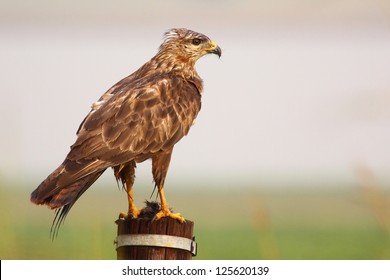 African Harrier Hawk