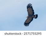 African Harrier hawk in flight