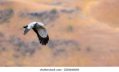 African Harrier Hawk In Flight