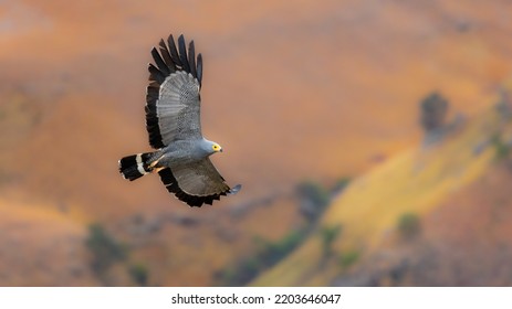 African Harrier Hawk In Flight