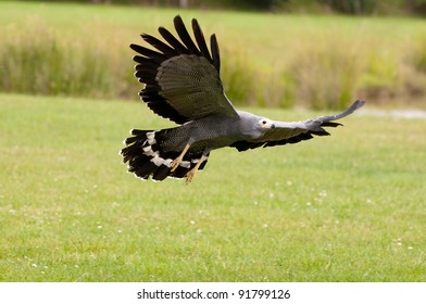 African Harrier Hawk Flying