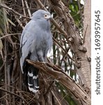 African Harrier Hawk on a branch