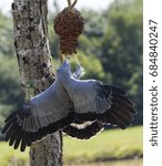 African harrier hawk robbing a nest