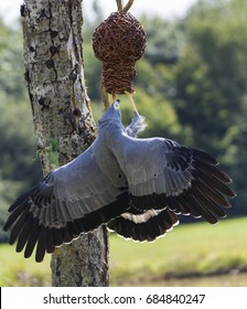 African Harrier Hawk Robbing A Nest