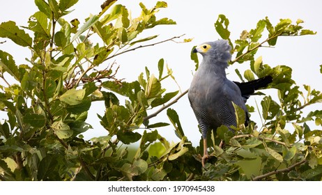 African Harrier Hawk In A Tree