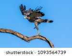 African harrier-hawk in Kruger national park, South Africa ; Specie Polyboroides typus family of Accipitridae