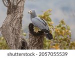 African Harrier-hawk perched on a tree stump