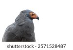 African harrier-hawk, Polyboroides typus, isolated on white background with space for text. Closeup of the upper body and face in profile. A bird of prey also known as the harrier hawk or gymnogene