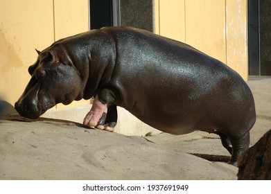 african hippo in the park