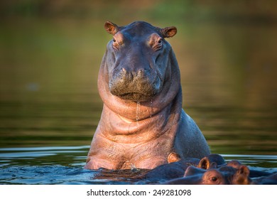 African Hippopotamus