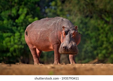 African Hippopotamus, Hippopotamus amphibius capensis, Mana Pools NP, Zimbabwe. Hippo with injury bloody scar in the skin. Dangerous big animal in the water. Wildlife scene from nature.