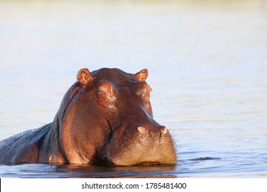 African hippos with their baby swimming in the Chobe River in Botswana