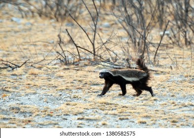 African honey badger