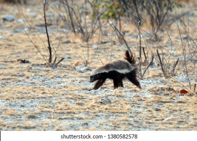 African honey badger