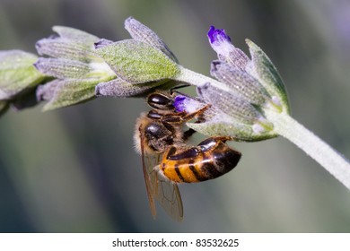 An African Honey Bee Collecting Pollen From A Flower