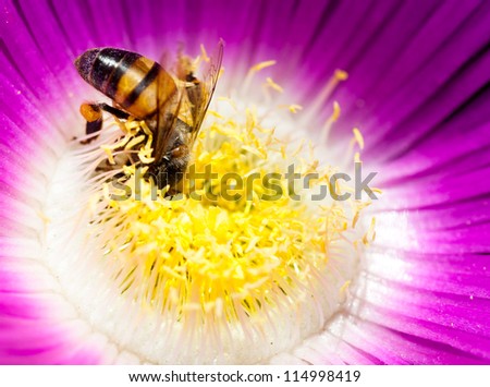 African honey bee dives into the center of a pink flower to find pollen