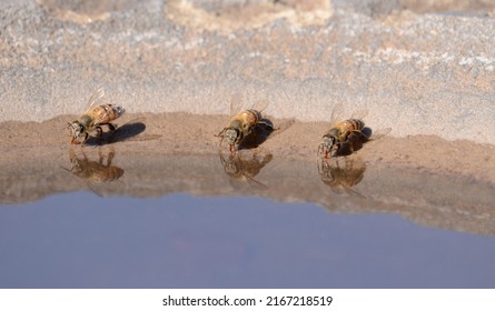 African Honey Bee Drinking Water