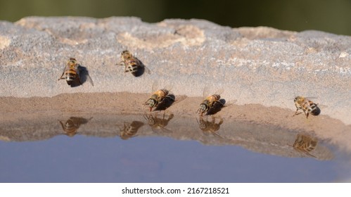 African Honey Bee Drinking Water