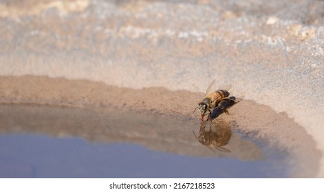 African Honey Bee Drinking Water