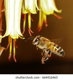 African Honey Bee In Mid Air.