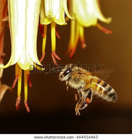 African honey bee in mid air.