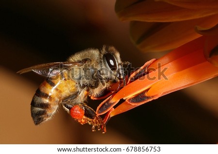 African honey bee on flower gathering nectar with its body covered in pollen
